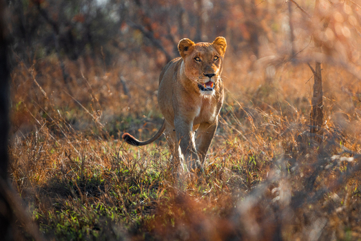 View of a lioness walking through the dry savanna grass during golden hour in Kruger National Park Kruger Park Mpumalanga South Africa. View of a lioness walking through the dry savanna grass during golden hour in Kruger National Park Kruger Park Mpumalanga South Africa.