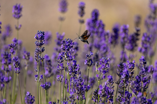 View of a hummingbird hawk moth feeding on blooming purple lavender flowers in a field in Wittenheim Grand Est France.