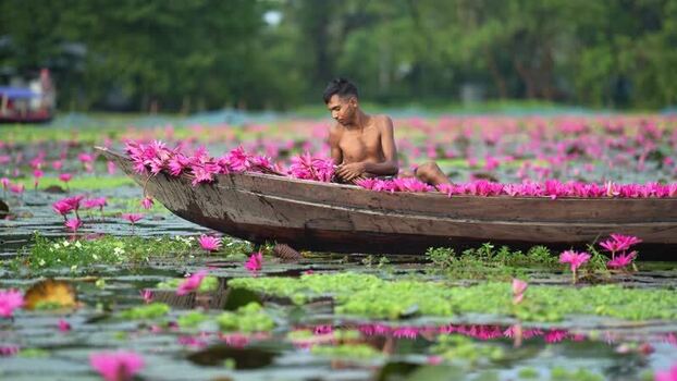View of a man harvesting pink water lilies in a boat Bangladesh. View of a man harvesting pink water lilies in a boat Bangladesh.