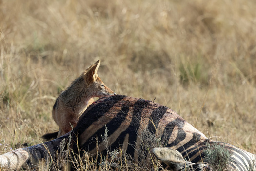 View of a black backed jackal feeding on a zebra carcass in the dry grass of the savanna Waterberg District Municipality Limpopo South Africa.