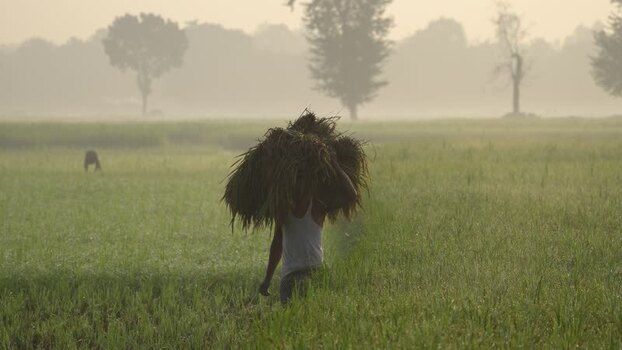 View of a farmer carrying harvested crops in a misty field Bangladesh. View of a farmer carrying harvested crops in a misty field Bangladesh.