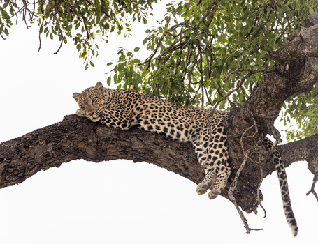 View of a leopard resting on a thick tree branch in Kruger National Park surrounded by lush green foliage in Hoedspruit Limpopo South Africa. View of a leopard resting on a thick tree branch in Kruger National Park surrounded by lush green foliage in Hoedspruit Limpopo South Africa.