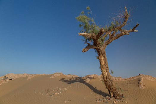 View of a lone tree standing tall against the vast blue sky casting shadows on the sandy dunes and the remnants of ancient ruins Dalbandin Pakistan. View of a lone tree standing tall against the vast blue sky casting shadows on the sandy dunes and the remnants of ancient ruins Dalbandin Pakistan.