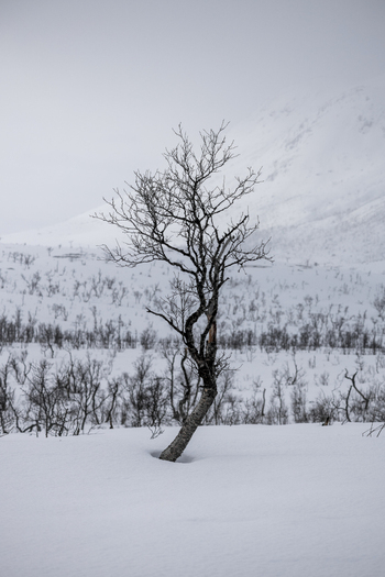 View of a lone leafless tree standing in a deep snow covered field with misty mountains in the background in Ersfjord Troms Norway. View of a lone leafless tree standing in a deep snow covered field with misty mountains in the background in Ersfjord Troms Norway.