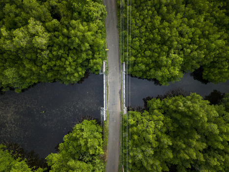 Aerial view of a bridge cutting through the dense verdant Karimunjawa Mangrove Forest contrasting with the dark waters beneath Karimunjawa Central Java Indonesia.
