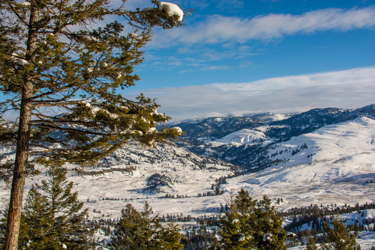 View of the snow covered landscape of Yellowstone National Park with pine trees in the foreground and mountains under a blue sky in the United States.