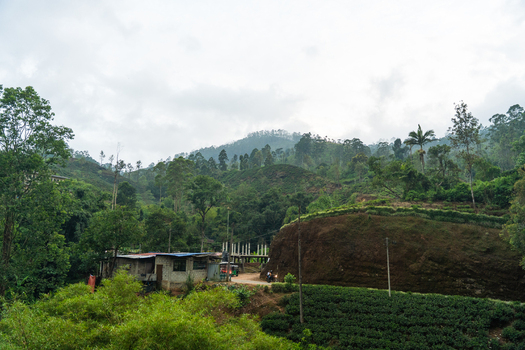 View of lush tea plantations on rolling hills with a small roadside building and dense tropical forest under an overcast sky Nallathanniya Central Province Sri Lanka. View of lush tea plantations on rolling hills with a small roadside building and dense tropical forest under an overcast sky Nallathanniya Central Province Sri Lanka.
