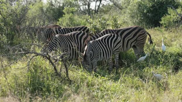 View of zebras grazing in Kruger National Park South Africa.