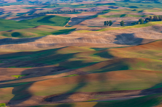 View of the rolling hills of the Palouse landscape with patches of green and brown earth under soft light in Whitman County Washington United States.
