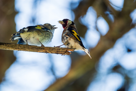 View of two European goldfinches perched on a wooden branch with one bird feeding the other against a blurred forest background in Divjake Fier County Albania.