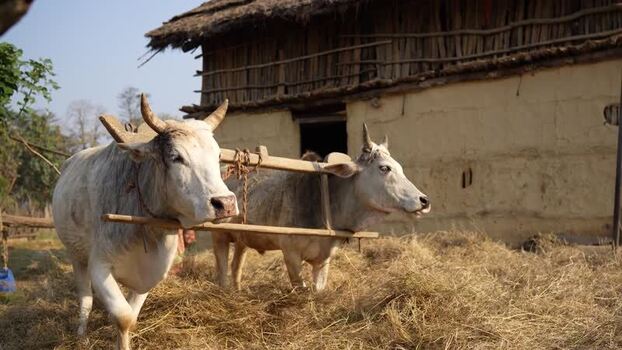 View of oxen with a wooden yoke in a rural village Nepal. View of oxen with a wooden yoke in a rural village Nepal.
