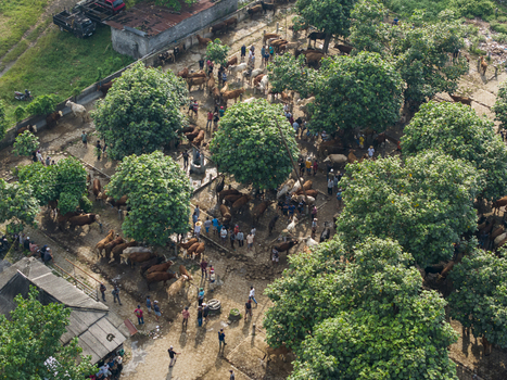 Aerial view of Animal Market Prambanan with cattle and people under the shade of trees in Kecamatan Prambanan Jawa Tengah Indonesia. Aerial view of Animal Market Prambanan with cattle and people under the shade of trees in Kecamatan Prambanan Jawa Tengah Indonesia.