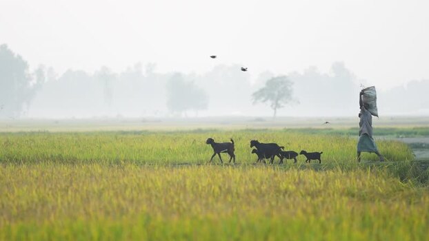 View of a farmer and goats in rice fields Bangladesh.