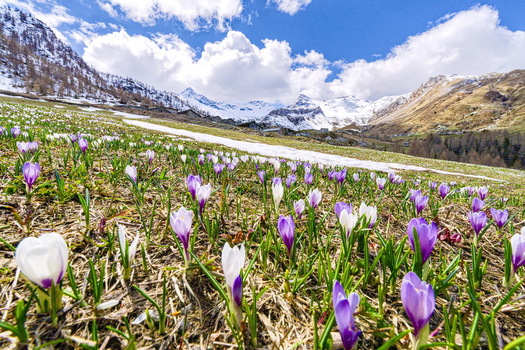 View of purple and white crocuses blooming in a mountain meadow with patches of melting snow and alpine peaks under a blue sky in Madesimo Lombardy Italy. View of purple and white crocuses blooming in a mountain meadow with patches of melting snow and alpine peaks under a blue sky in Madesimo Lombardy Italy.