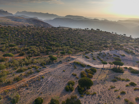 Aerial view of the unique Dragon s Blood Trees dotting the landscape against the backdrop of hazy mountains Firmihin Socotra Yemen.