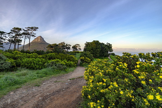 View of a dirt hiking trail winding through lush green vegetation and blooming yellow flowers with Lion s Head mountain in the background Cape Town Western Cape South Africa. View of a dirt hiking trail winding through lush green vegetation and blooming yellow flowers with Lion s Head mountain in the background Cape Town Western Cape South Africa.