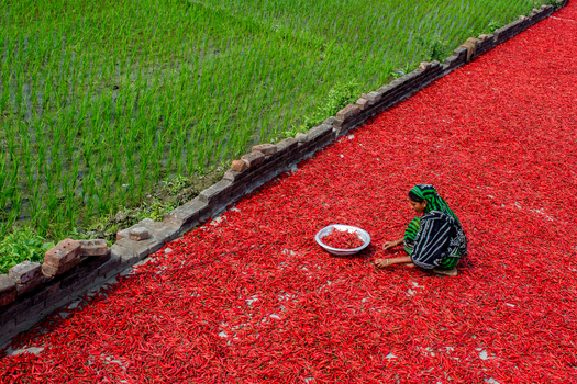Bogura Bangladesh 22 February 2017 View of a woman sorting red chili peppers spread out to dry on the ground next to a green rice field. Bogura Bangladesh 22 February 2017 View of a woman sorting red chili peppers spread out to dry on the ground next to a green rice field.