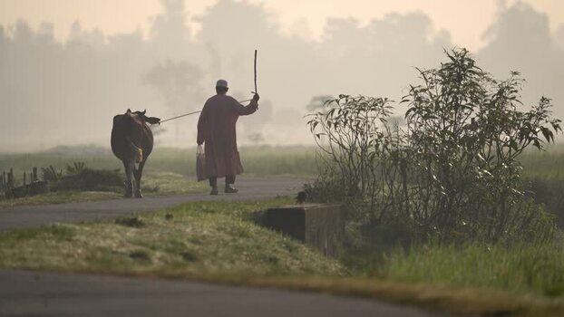 View of a man walking with a cow on a misty rural road Bangladesh.