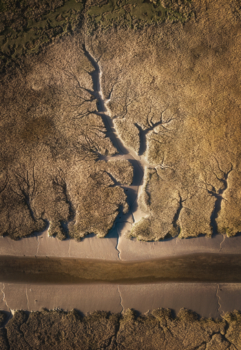 Aerial view of intricate dendritic drainage patterns in the salt marsh at low tide with golden sunlight in Portmarnock County Dublin Ireland. Aerial view of intricate dendritic drainage patterns in the salt marsh at low tide with golden sunlight in Portmarnock County Dublin Ireland.