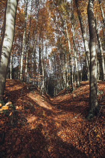 View of a forest path covered in fallen orange leaves surrounded by tall beech trees with autumn foliage in Krakow Lesser Poland Voivode Poland. View of a forest path covered in fallen orange leaves surrounded by tall beech trees with autumn foliage in Krakow Lesser Poland Voivode Poland.