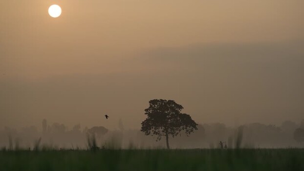 View of a lone tree in a misty field at sunrise Bangladesh.