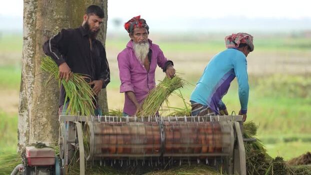 View of farmers threshing crops in a rural field Bangladesh.