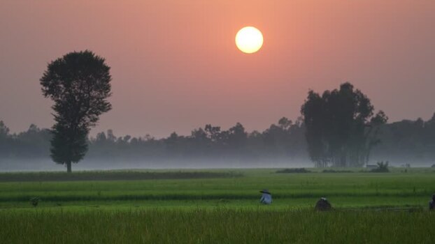 View of a farmer working in a misty green field at sunrise Bangladesh. View of a farmer working in a misty green field at sunrise Bangladesh.