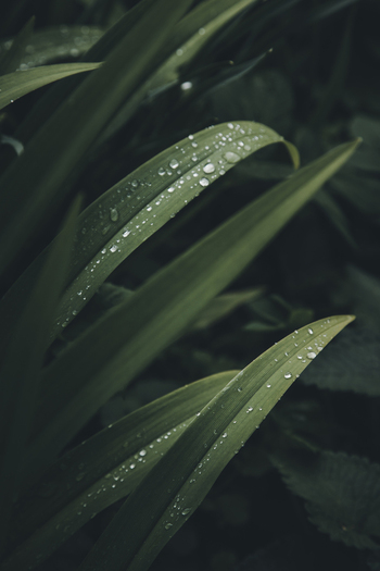 View of green leaves covered in fresh morning dew droplets in the natural landscape of Vormsi Laane County Estonia. View of green leaves covered in fresh morning dew droplets in the natural landscape of Vormsi Laane County Estonia.