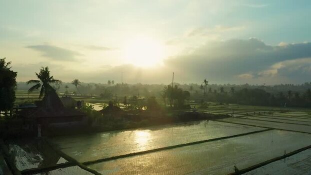 Aerial view of rice paddies and palm trees at sunrise Indonesia. Aerial view of rice paddies and palm trees at sunrise Indonesia.