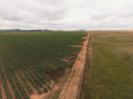 Aerial view of agricultural fields with neat rows of green crops and uncultivated grassland separated by a dirt road under an overcast sky Bloemfontein Free State South Africa.
