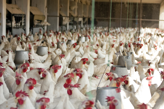View of layer poultry farming with numerous white chickens in a commercial egg production facility in Multan City Punjab Pakistan. View of layer poultry farming with numerous white chickens in a commercial egg production facility in Multan City Punjab Pakistan.