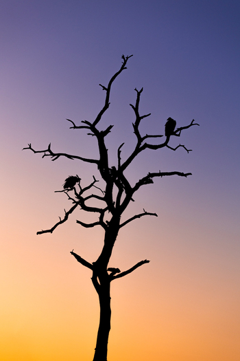 View of a silhouetted dead tree with vultures perched on its bare branches against a colorful sunset sky in Kruger Park Mpumalanga South Africa. View of a silhouetted dead tree with vultures perched on its bare branches against a colorful sunset sky in Kruger Park Mpumalanga South Africa.