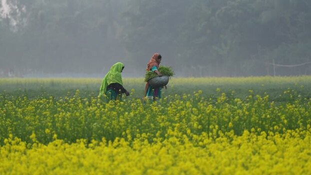 View of women walking in a mustard field in Bogura Bangladesh.