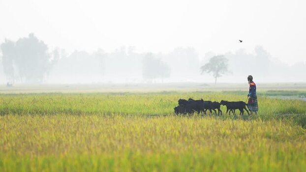 View of a herder with goats in misty rice fields Bangladesh.