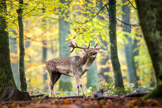 View of a fallow deer buck with large antlers calling out in an autumn forest with golden foliage and fallen leaves in Debrzno Pomeranian Voivodeship Poland.