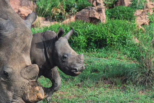View of a white rhinoceros calf standing beside its mother in the lush green savanna of Welgevonden Game Reserve Waterberg District Municipality Limpopo South Africa.