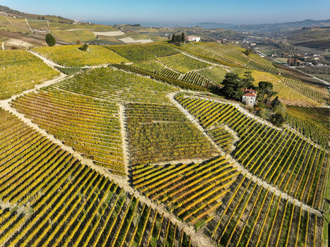 Aerial view of Barolo Cannubi Hill with golden autumn vineyards rolling hills and rural farmhouses under a clear blue sky Barolo Piedmont Italy. Aerial view of Barolo Cannubi Hill with golden autumn vineyards rolling hills and rural farmhouses under a clear blue sky Barolo Piedmont Italy.