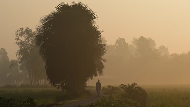 View of a person walking past a large palm tree in the mist Bangladesh.