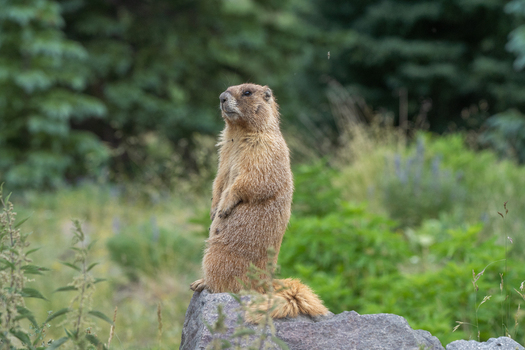 View of a marmot standing upright on a rock in a lush green meadow in Colorado United States. View of a marmot standing upright on a rock in a lush green meadow in Colorado United States.