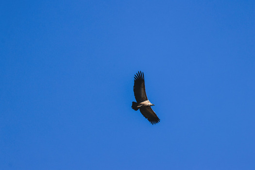 Aerial view of a Cape vulture soaring through a clear blue sky above the wilderness of Marakele National Park in Waterberg District Municipality Limpopo South Africa. Aerial view of a Cape vulture soaring through a clear blue sky above the wilderness of Marakele National Park in Waterberg District Municipality Limpopo South Africa.
