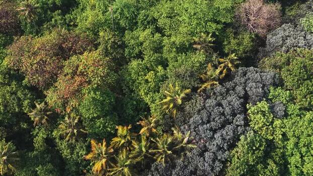 Aerial view of dense tropical forest canopy in Maldives.