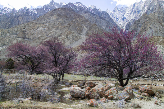 View of blossoming trees with pink flowers against a backdrop of rugged snow capped mountains and rocky terrain in Gilgit Baltistan Pakistan.