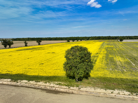 Aerial view of a vibrant yellow rapeseed field with a solitary green tree under a clear blue sky Trino Piedmont Italy.
