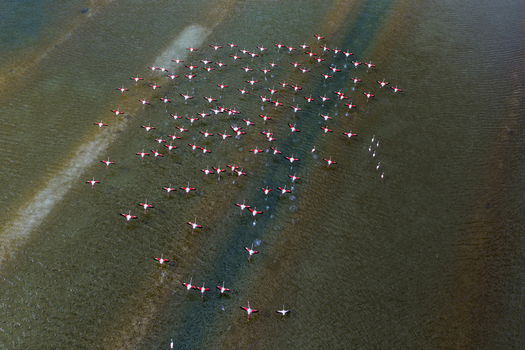 Aerial view of a flamboyance of flamingos take flight from the tranquil waters of the salt flats creating a mesmerizing dance of pink against the blue San Pedro del Pinatar Region of Murcia Spain. Aerial view of a flamboyance of flamingos take flight from the tranquil waters of the salt flats creating a mesmerizing dance of pink against the blue San Pedro del Pinatar Region of Murcia Spain.