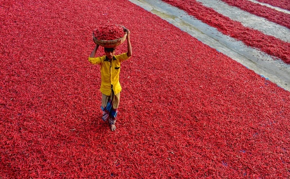 Bogura Bangladesh 05 January 2017 View of a worker carrying a basket of red chilies on his head while walking across a vast field of drying peppers. Bogura Bangladesh 05 January 2017 View of a worker carrying a basket of red chilies on his head while walking across a vast field of drying peppers.