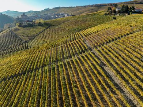 Aerial view of the Barolo Cannubi Hill vineyards with golden autumn foliage and the historic village in the background Barolo Piedmont Italy. Aerial view of the Barolo Cannubi Hill vineyards with golden autumn foliage and the historic village in the background Barolo Piedmont Italy.