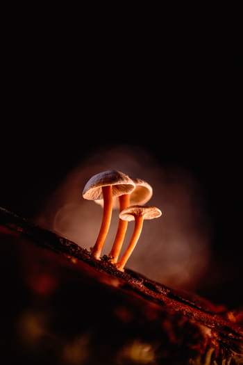 View of three glowing mushrooms with orange stems on a dark branch softly lit against a blurred dark backdrop Kabupaten Soppeng South Sulawesi Indonesia. View of three glowing mushrooms with orange stems on a dark branch softly lit against a blurred dark backdrop Kabupaten Soppeng South Sulawesi Indonesia.