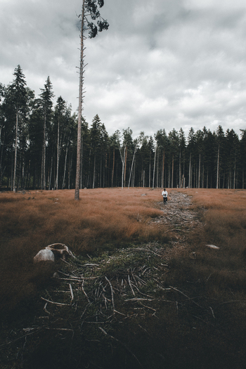View of a person walking through a field of tall brownish grass in front of a dense pine forest under a cloudy sky in Vormsi Laane County Estonia. View of a person walking through a field of tall brownish grass in front of a dense pine forest under a cloudy sky in Vormsi Laane County Estonia.