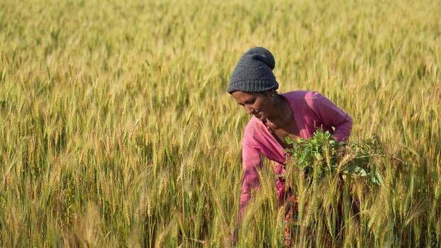 View of a woman harvesting wheat in a field in Nepal.