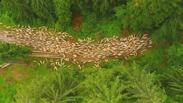 Aerial view of sheep flock moving through forest path in ROMANIA. Aerial view of sheep flock moving through forest path in ROMANIA.